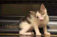Why Caring for a Disabled Kitty Is So Rewarding (With Helpful Tips!)