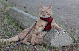 Decoding Your Cat’s Communications For Happier Travels